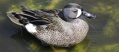 teal wing duck